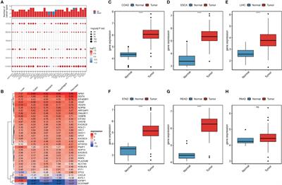 Genomic and clinical features of endoplasmic reticulum stress factor in digestive system pan-cancer studies